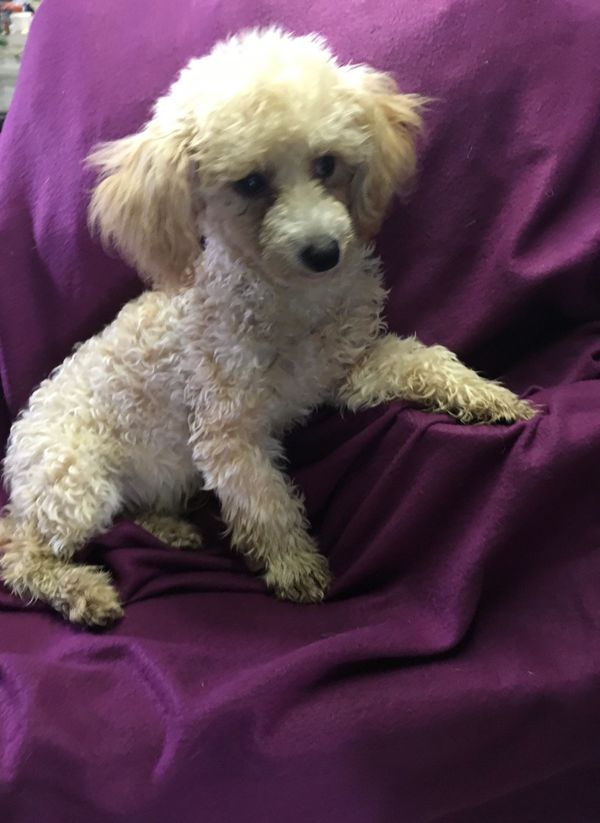 Toy  Poodle