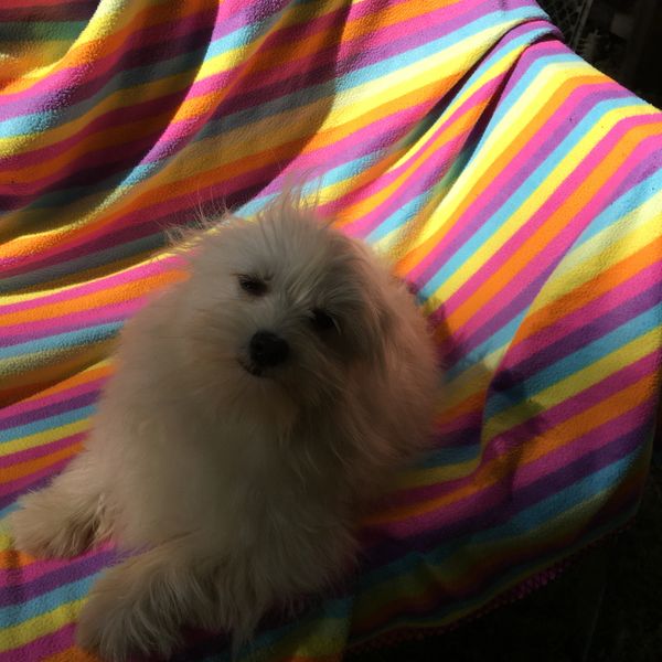 Pomchi