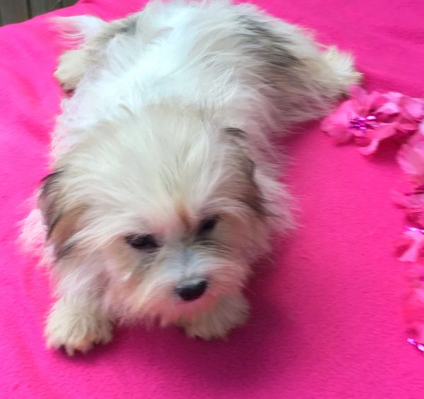 Shihpoo
