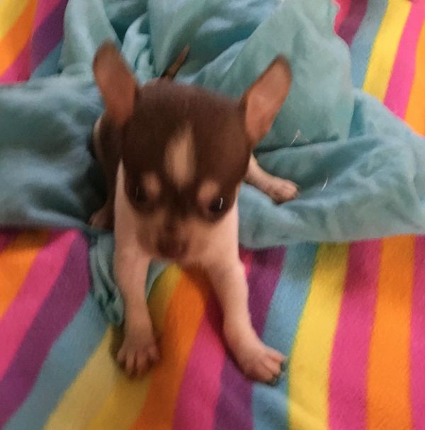 Chihuahua
