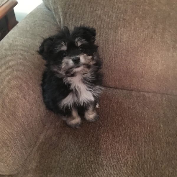 Pomapoo
