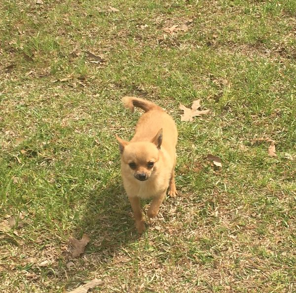 Chihuahua