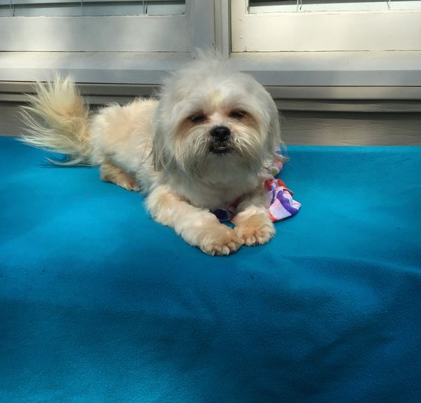 Shihpooo
