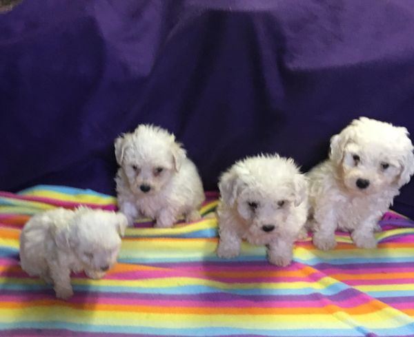 Bichonpoo