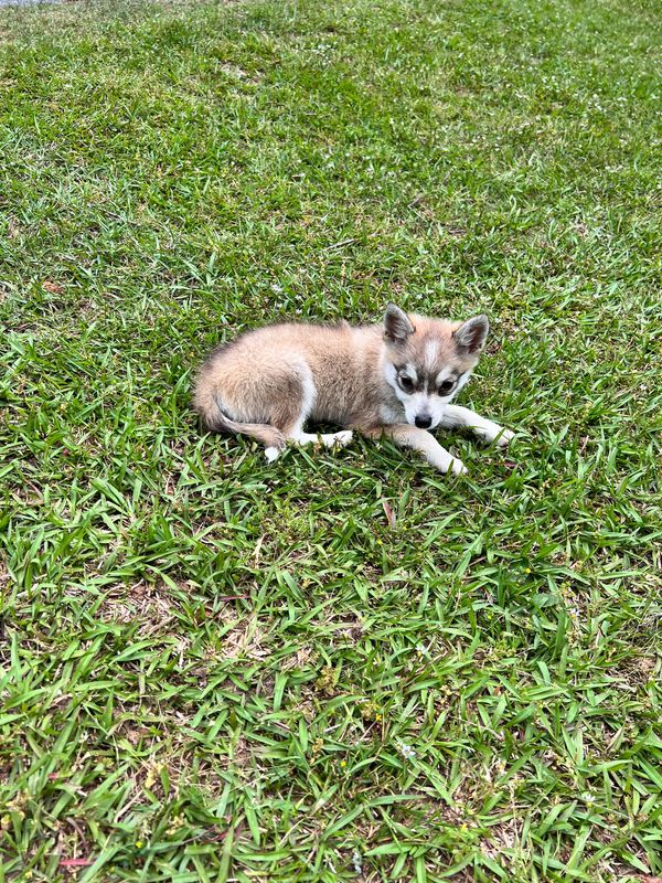 Alaskan Klee Kai