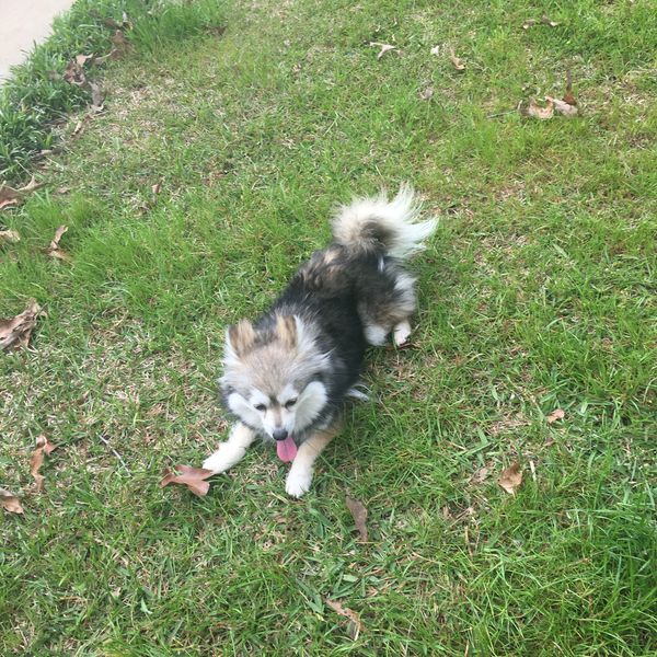 Alaskan Klee Kai