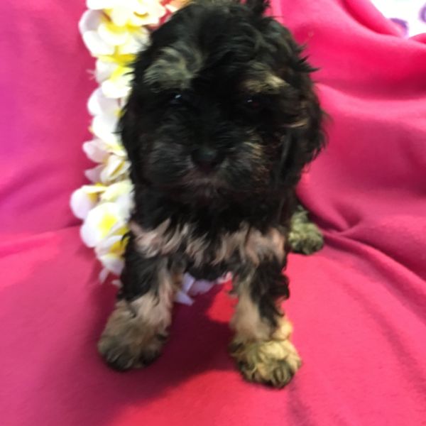 Cockapoo