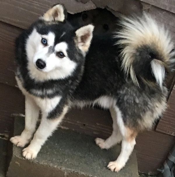 AlaskanKleeKai