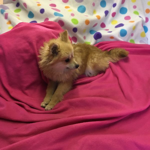 Pomeranian