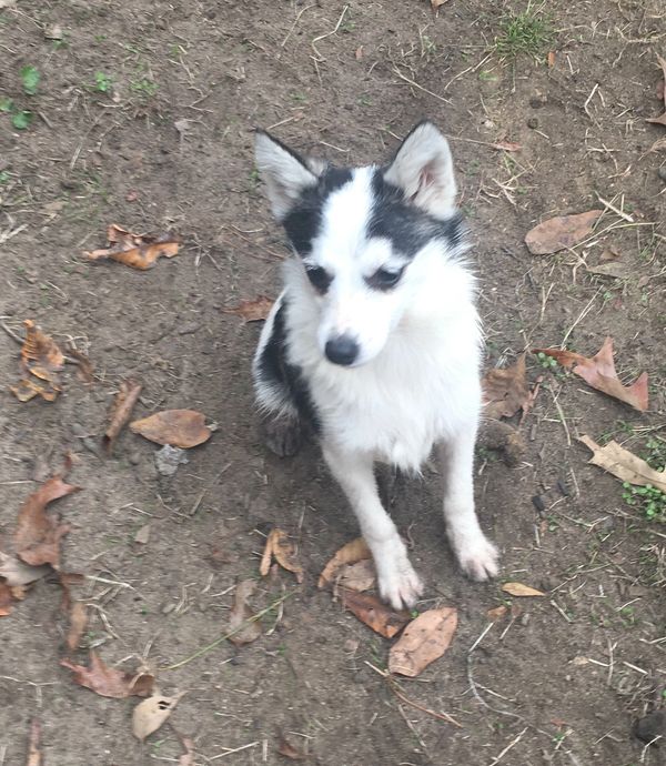 Alaskan Klee kai