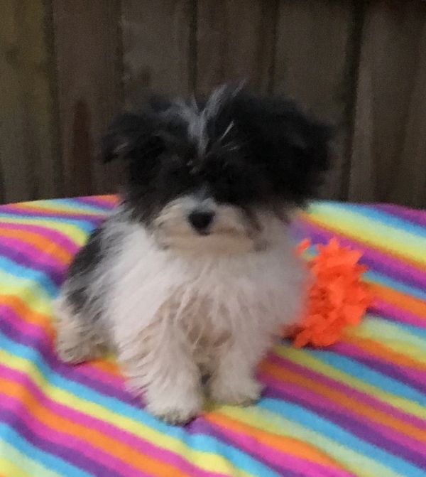 Pomapoo