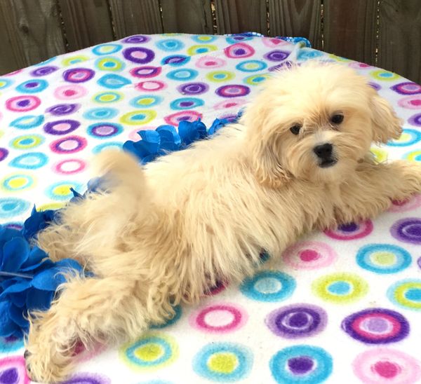 Shihpoo