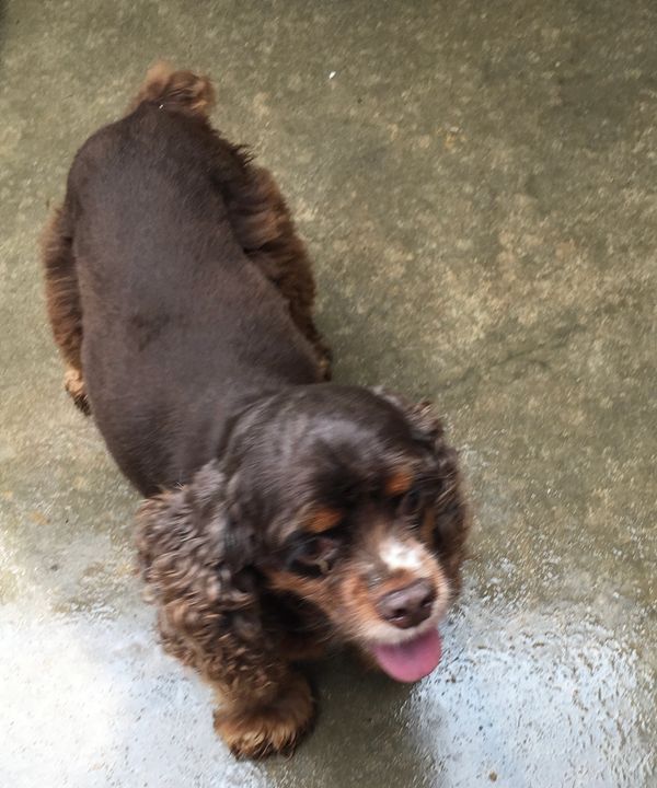 CockerSpaniel