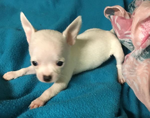 Chihuahua