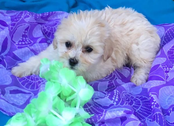 Bichonpoo