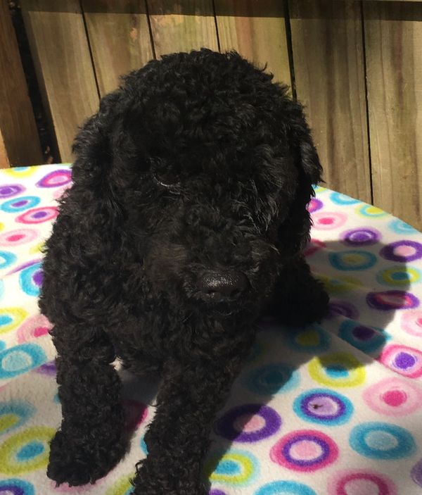 Pomapoo
