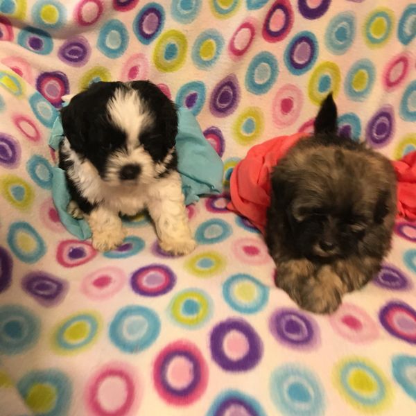 Shihpoo