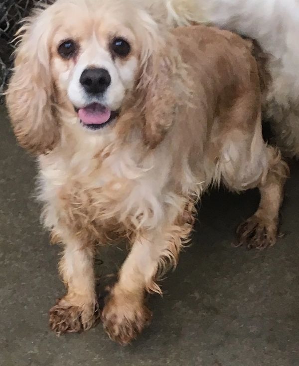 CockerSpaniel 