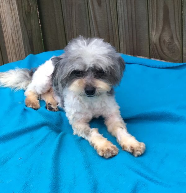 Shihpoo