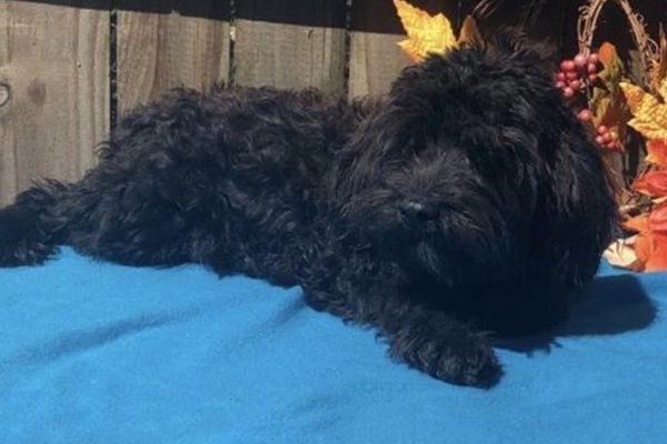 Cockapoo