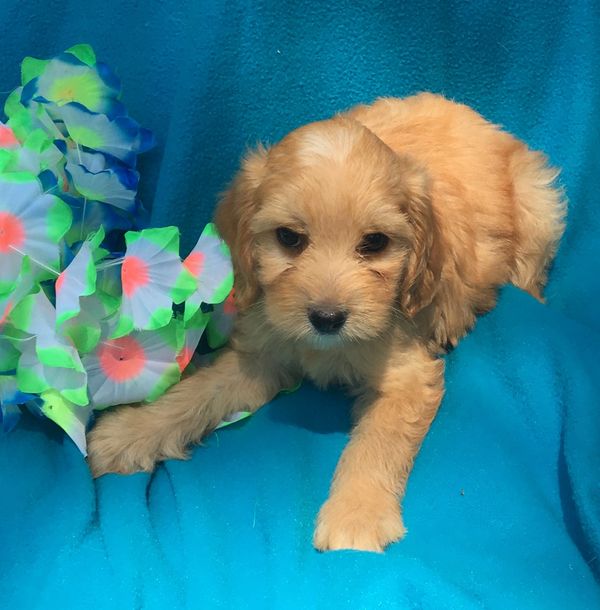 Cockapoo