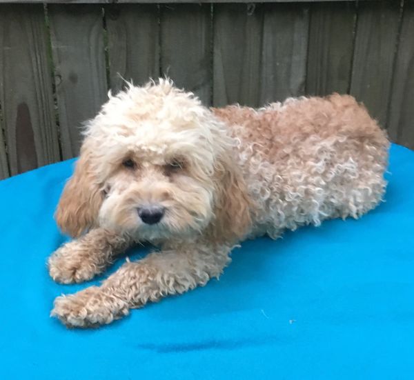 Shihpoo