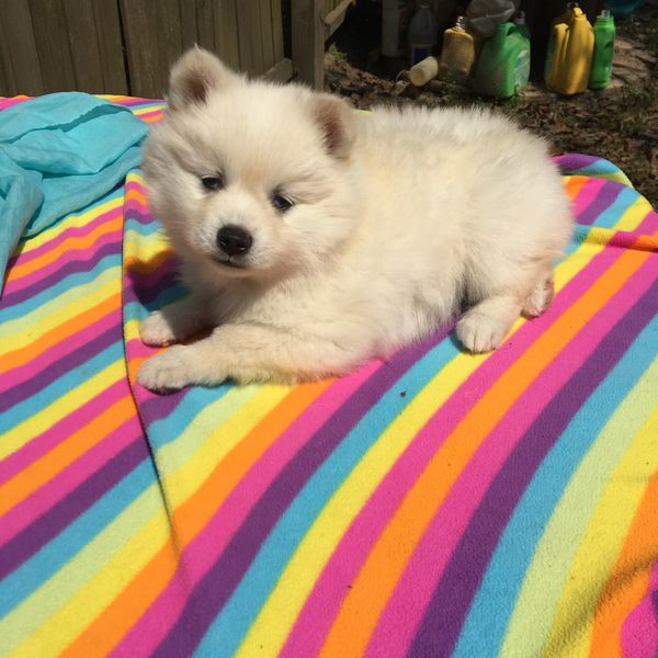 AlaskanKleeKai 