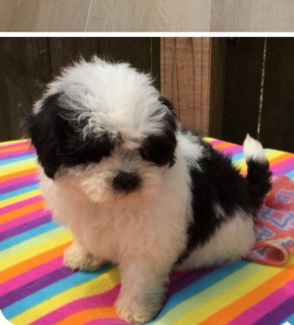 Shihpoo