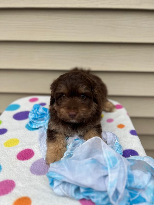 Aussiepoo