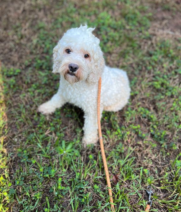 Bichonpoo