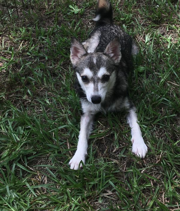 Alaskan Klee Kai