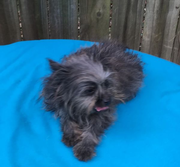 Pomapoo