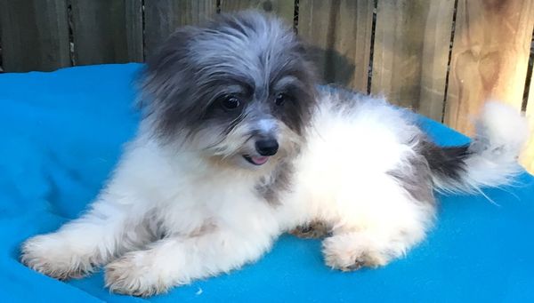 Pomapoo