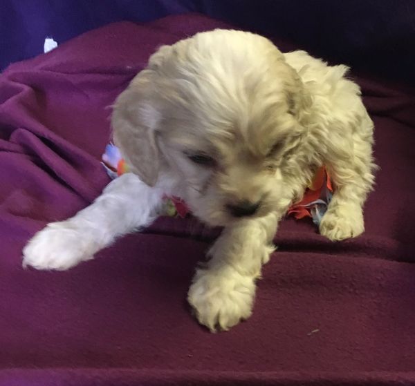 Cockapoo