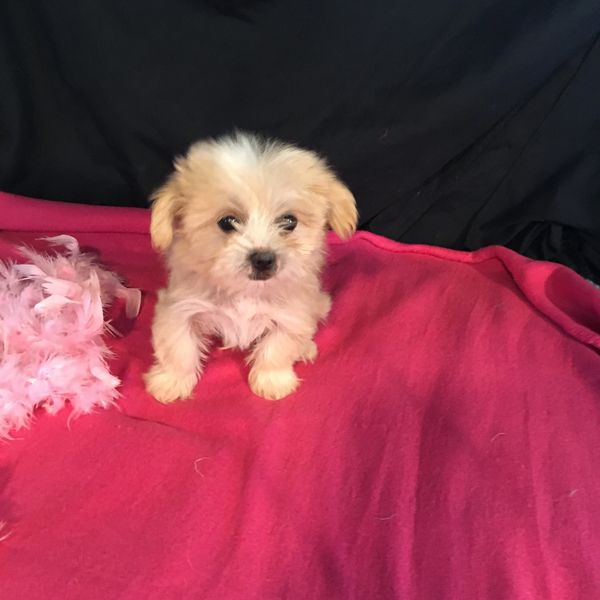 Shihpoo