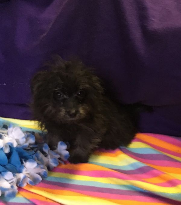 Pomapoo