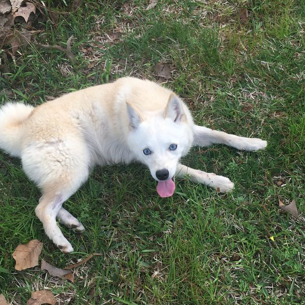 Alaskan Klee kai