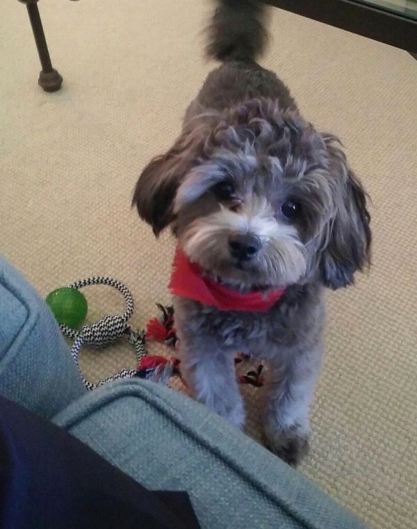 Shihpoo