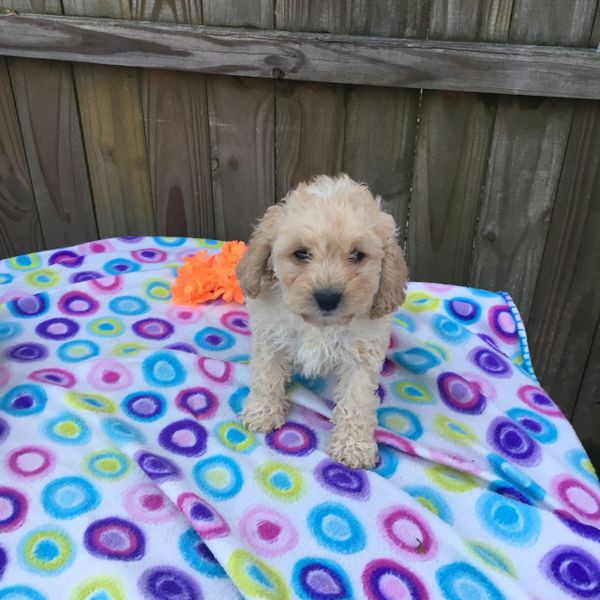 Cockapoo