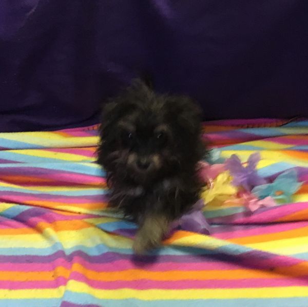 Pomapoo past puppy