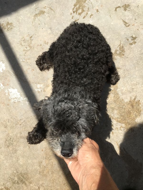 Shihpoo