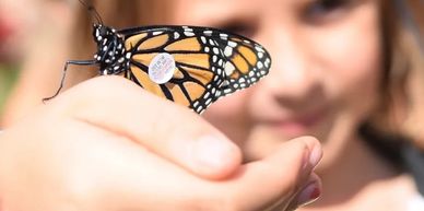 Monarch butterfly with a tag on a person's hand.