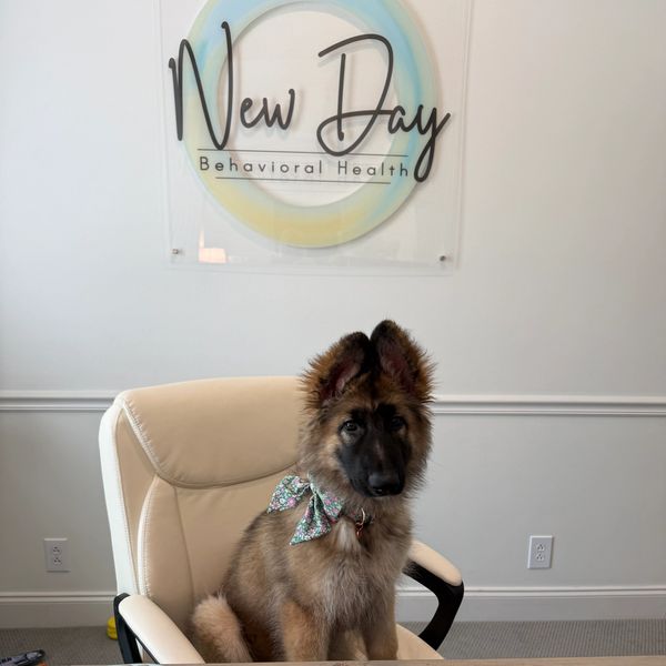 Shiloh shepherd sitting at computer desk