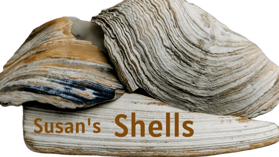 Susan's Shells