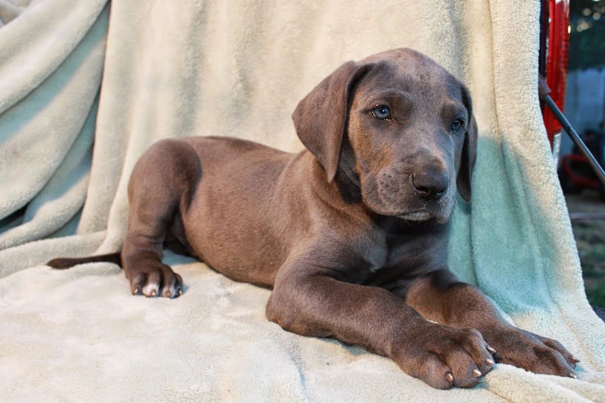 Forrest Farms Blue Great Danes