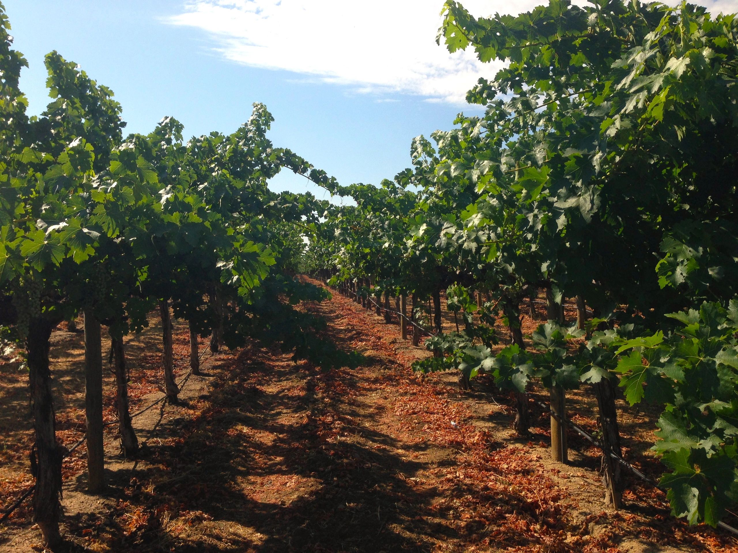 Jean Edwards Cellars