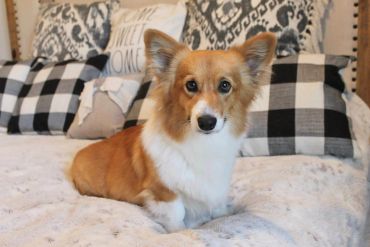Corgi dog sitting on a bed with plaid pillows.