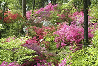 A vibrant garden filled with blooming pink, red, and white flowers among green trees.