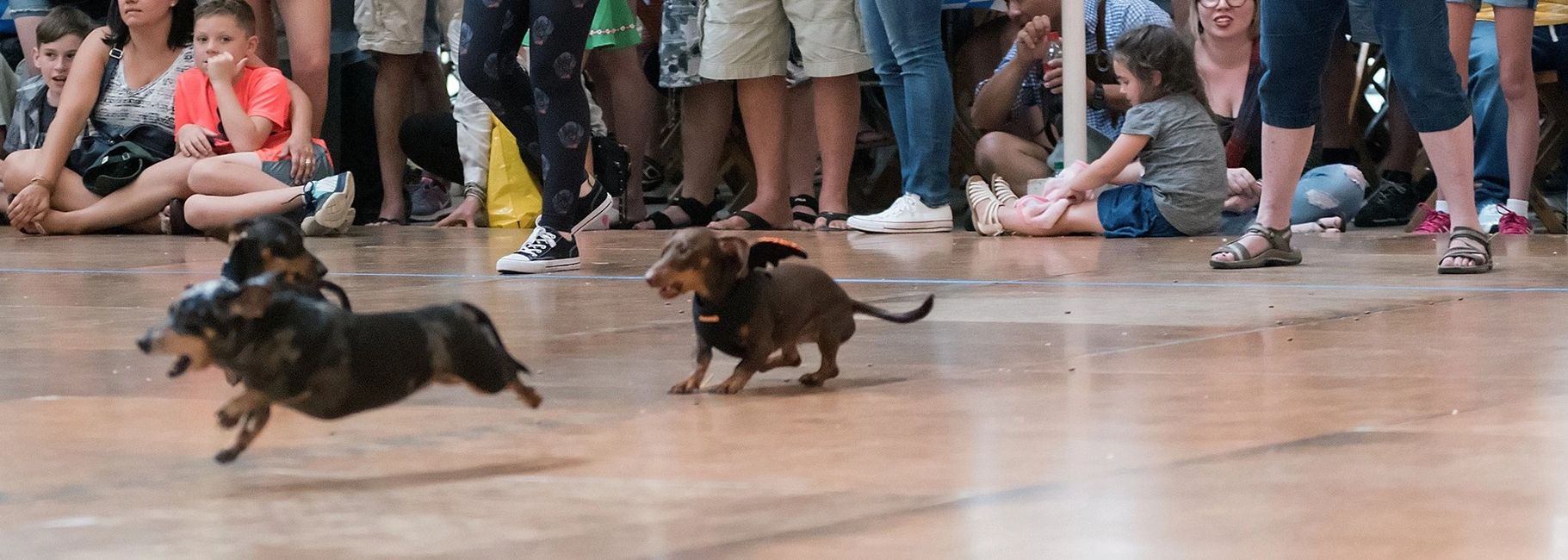Wiener Dog Races Frankenmuth Festivals