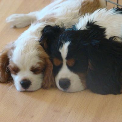 Two small dogs sleeping on the floor.
